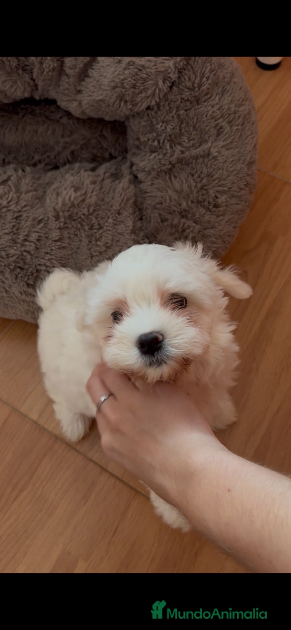 Bichón Maltés perros 🐶🤍 Cachorritos Bichón Maltés 🤍🐶 - Anuncio 1