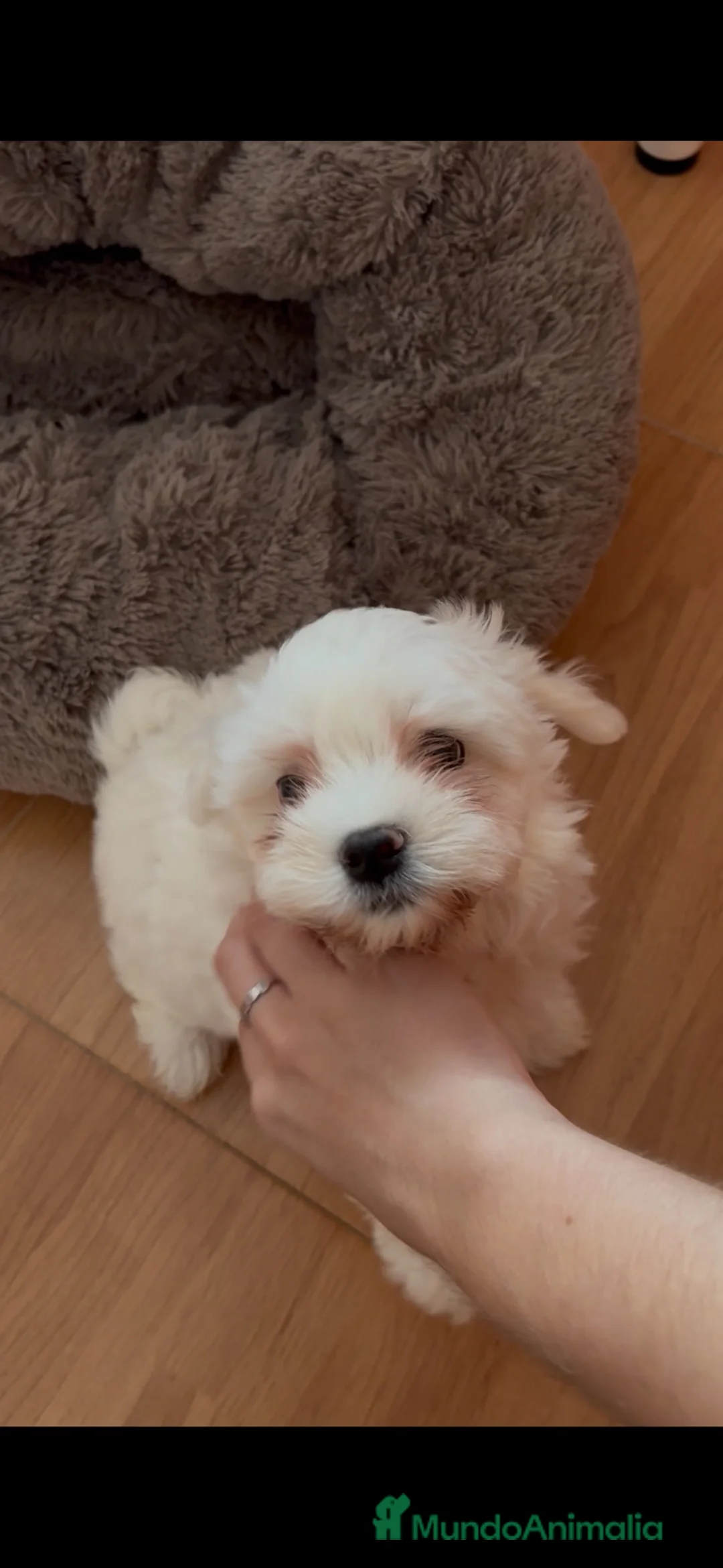 Bichón Maltés perros en venta: 🐶🤍 Cachorritos Bichón Maltés 🤍🐶 - Anuncio 1