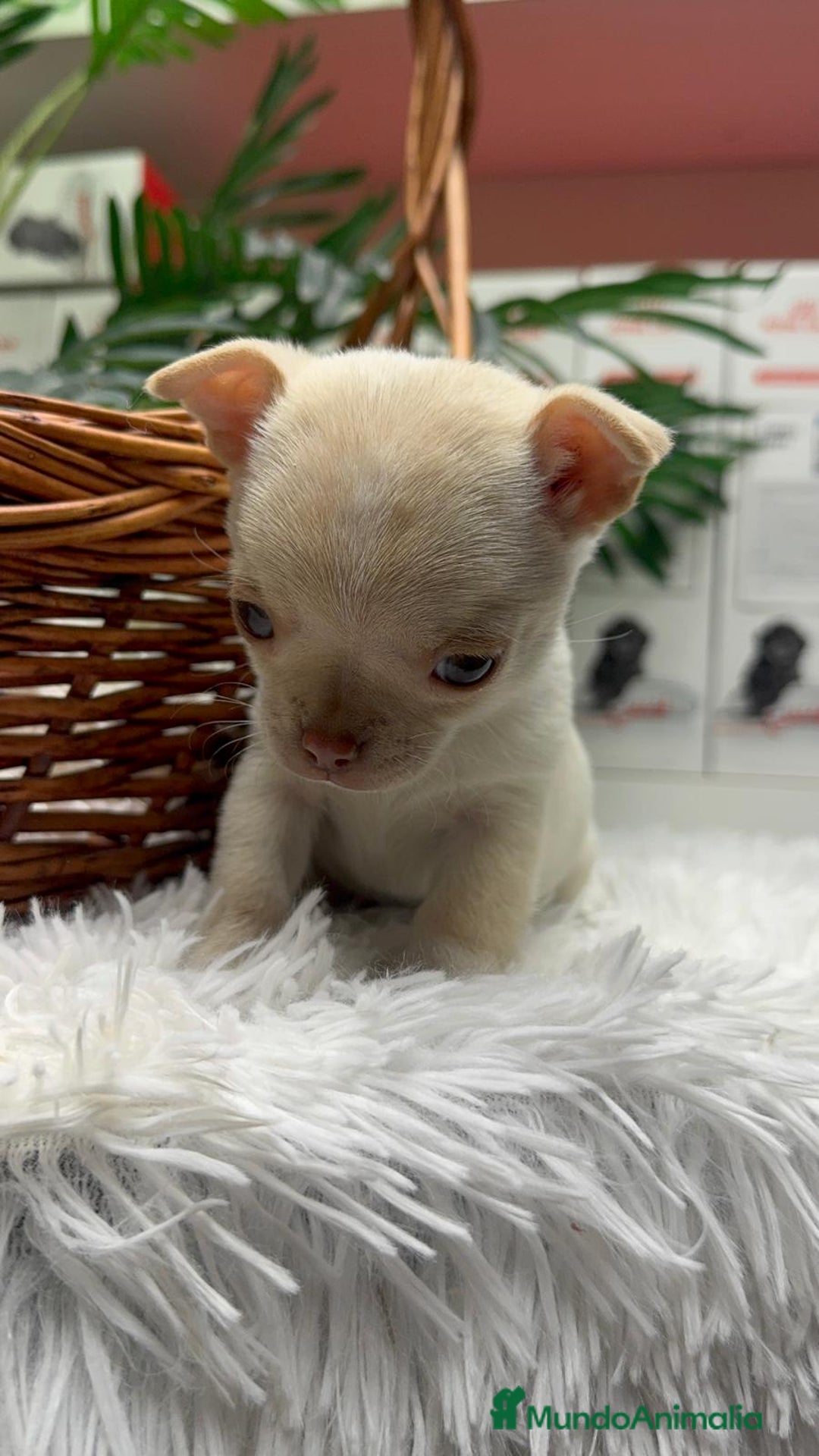 Chihuahua perros en venta: CHIHUAHUA HEMBRA - Anuncio 13