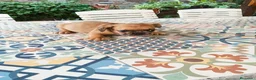 Bulldog Francés perros en venta: BULLDOG FRANCÉS  - Anuncio 10