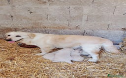 Golden Retriever perros en venta: Golden retriever - Imagen 2