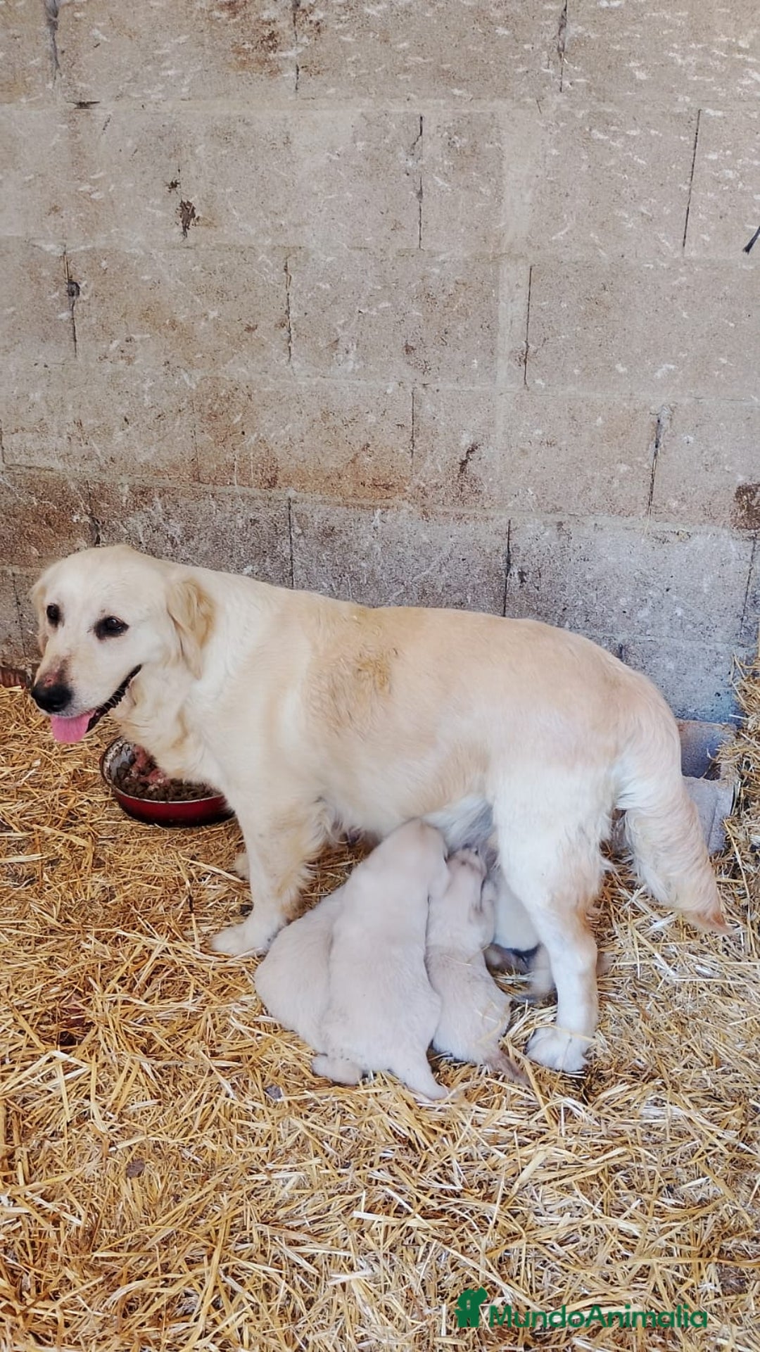 Golden Retriever perros en venta: Golden retriever - Imagen 2