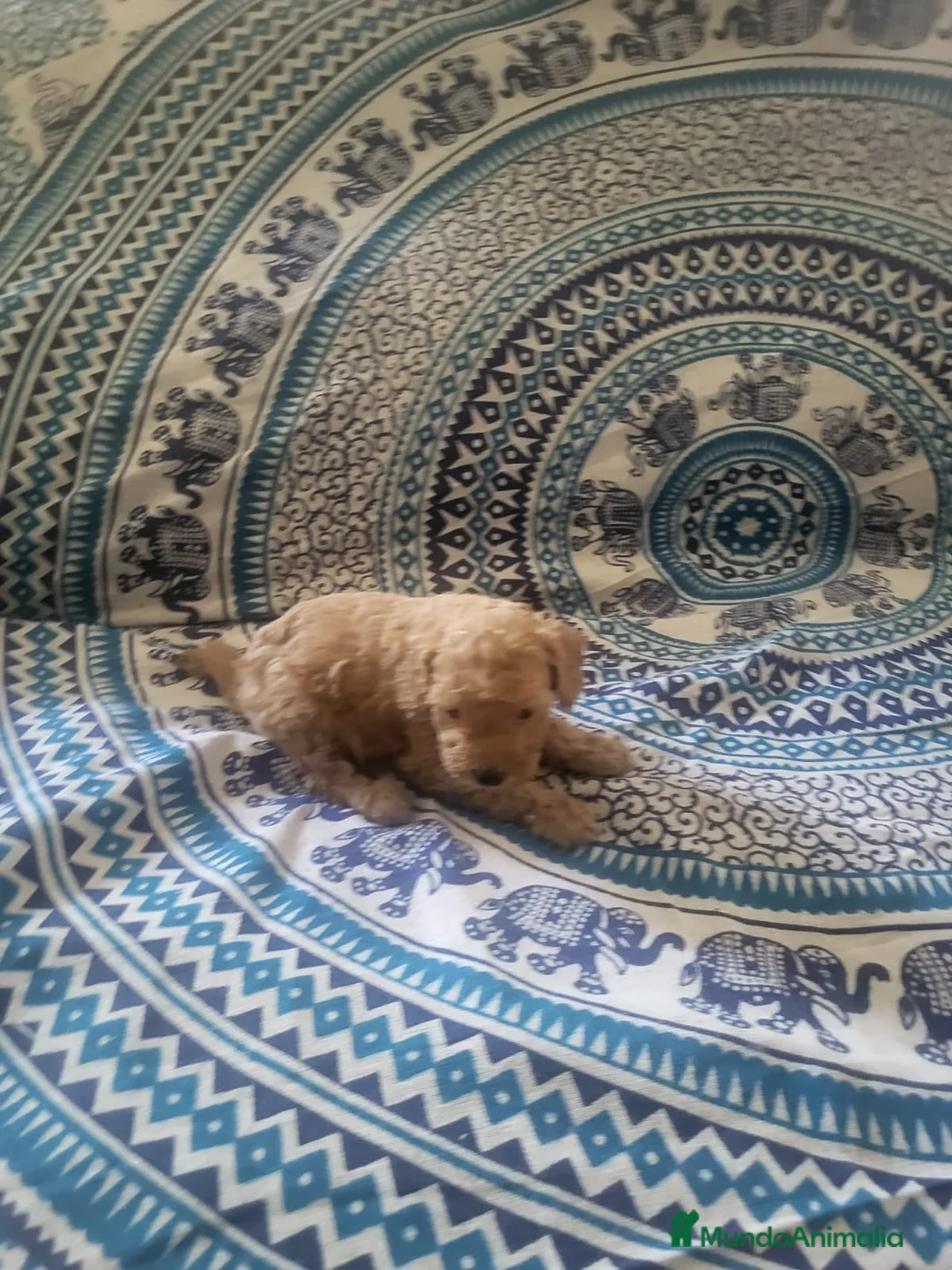 Caniche Enano perros en venta: Caniches en Barcelona - Anuncio 6