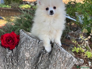 Pomerania perros Pomerania Toy Macho listo para entregar - Anuncio 2