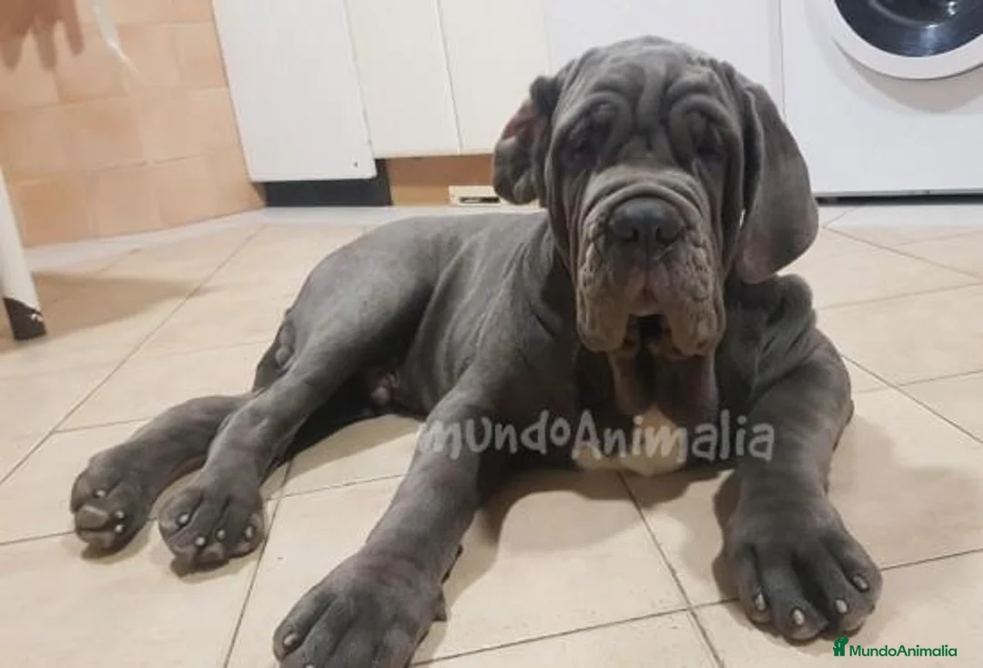 Imagen de galería {{count}}