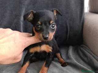 Pinscher Miniatura perros Pincher miniatura - Anuncio 8