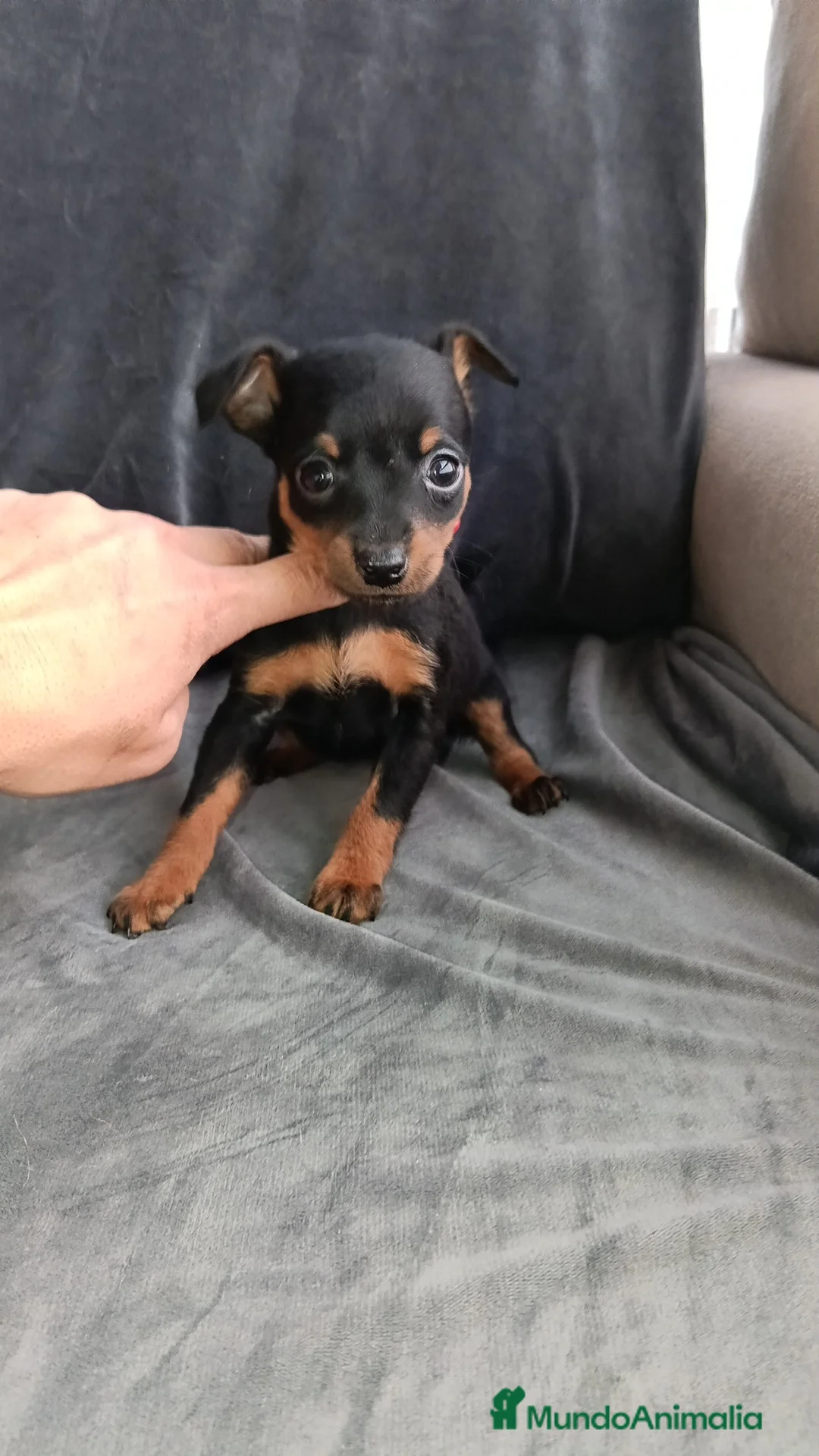 Pinscher Miniatura perros en venta: Pincher miniatura - Anuncio 1