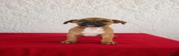 Staffordshire Bull Terrier perros en venta: Staffordshire Bull Terrier   - Anuncio 14