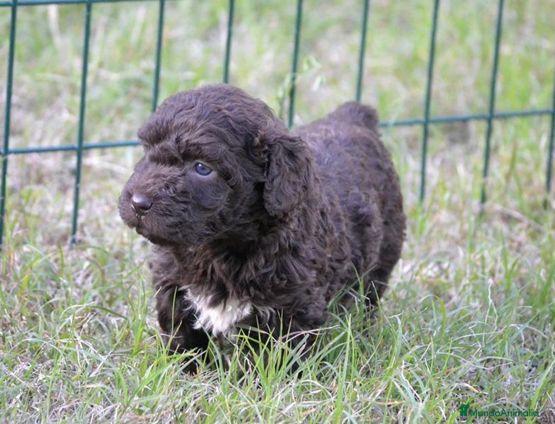 Perro de Agua Español perros en venta: Camada perro de agua español  - Anuncio 13