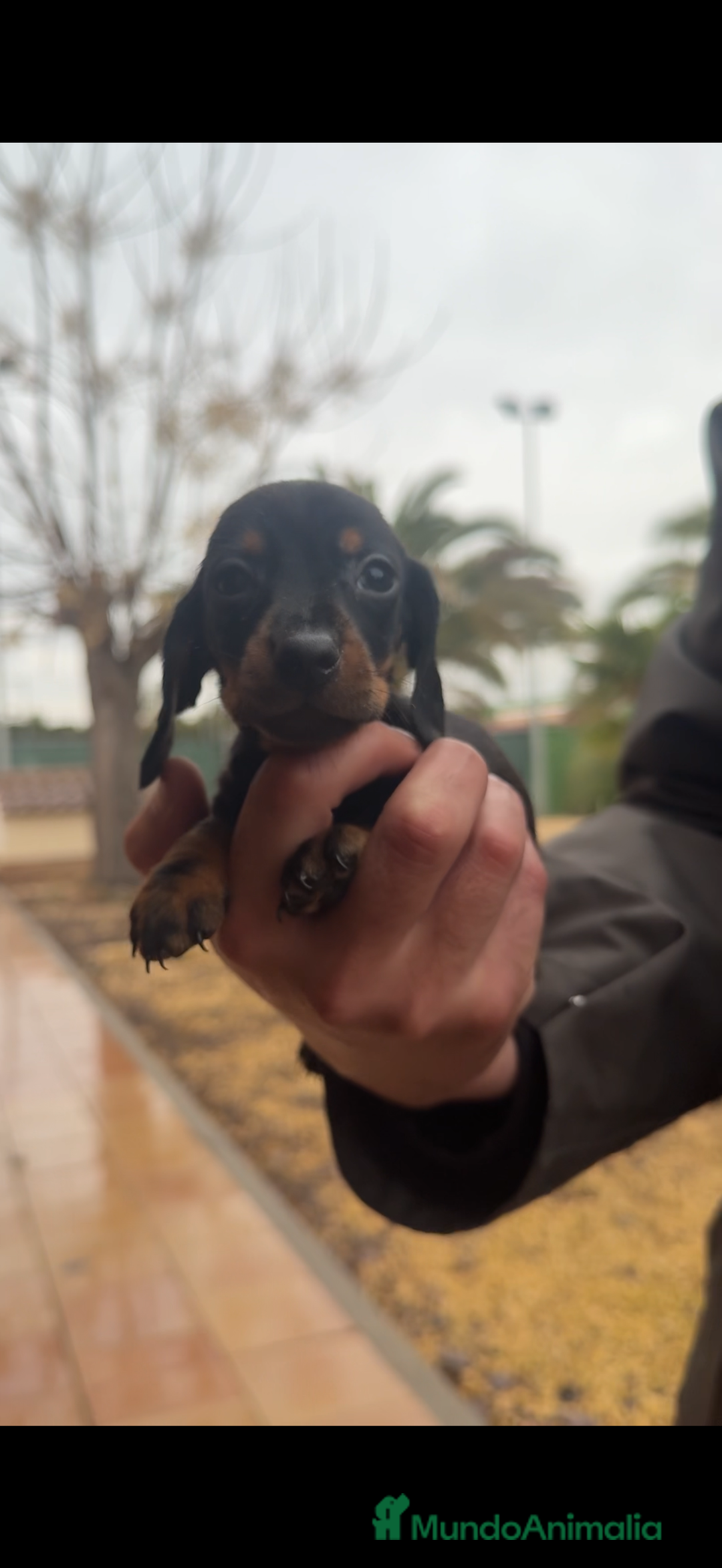 Teckel perros en venta: TECKEL KANINCHEN - @TECKEL DEL PALMERAL  - Anuncio 4