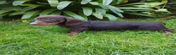 Teckel Miniatura perros en venta: Cachorros de teckel miniatura negro y chocolate  - Anuncio 3