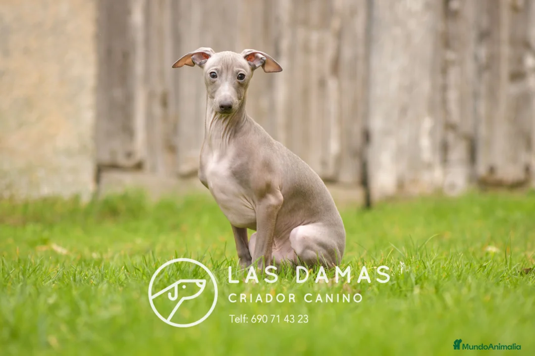 Pequeño Lebrel Italiano perros en venta: Piccolo lebrel italiano - Anuncio 6