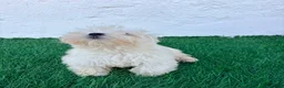 Bichón Maltés perros en venta: Bichon Maltes coreana - Anuncio 4