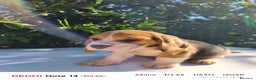 Beagle perros en venta: Cachorros de Beagle  - Anuncio 5