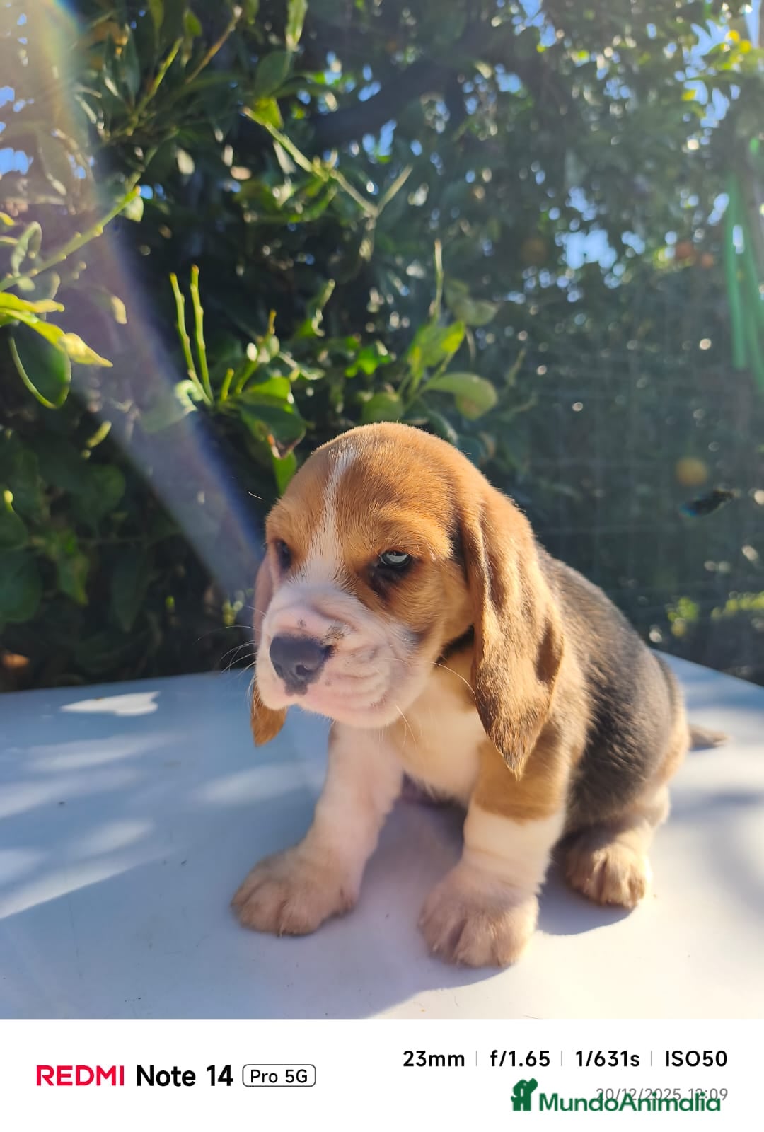 Beagle perros en venta: Cachorros de Beagle  - Anuncio 5