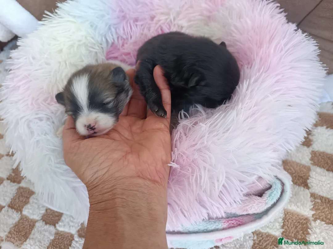 Pomerania perros en venta: POMERANIAS HEMBRITAS - Anuncio 1
