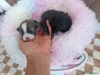 Pomerania perros POMERANIAS HEMBRITAS - Anuncio 1