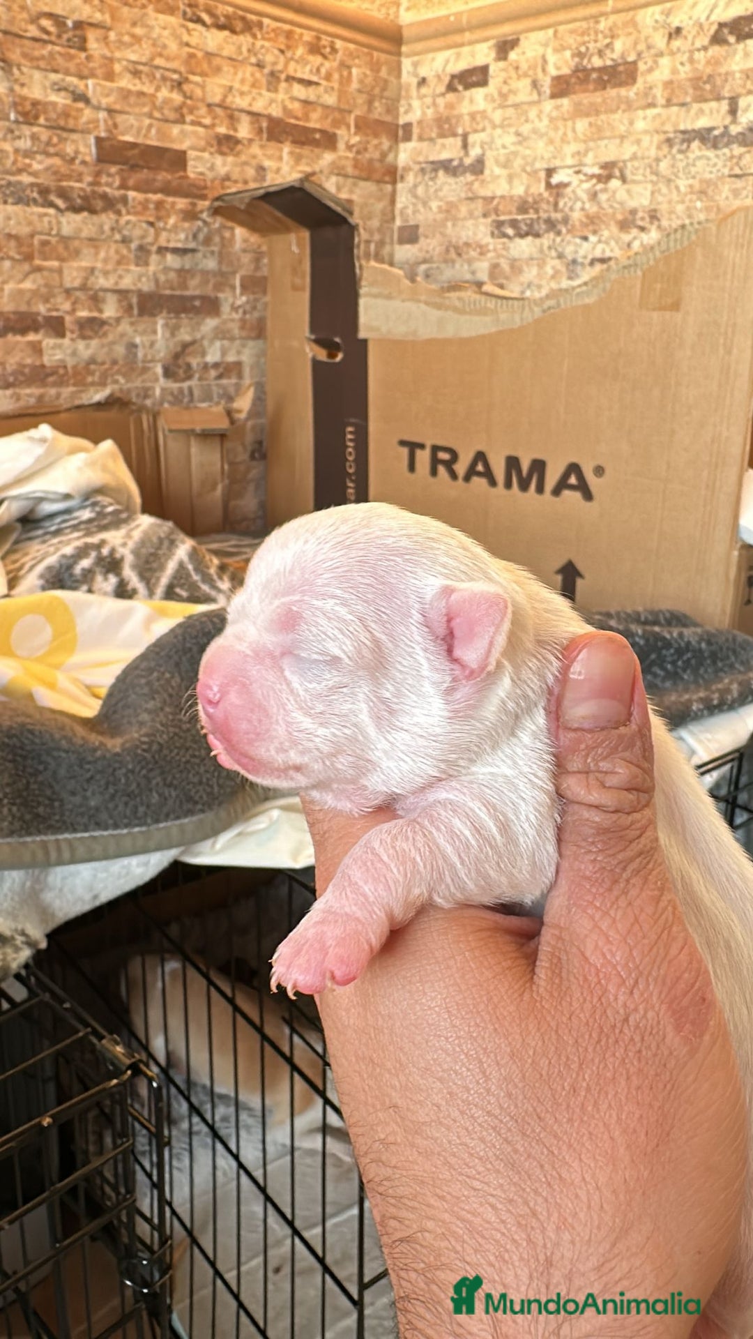 Chihuahua perros en venta: CHIHUAHUA - Anuncio 6