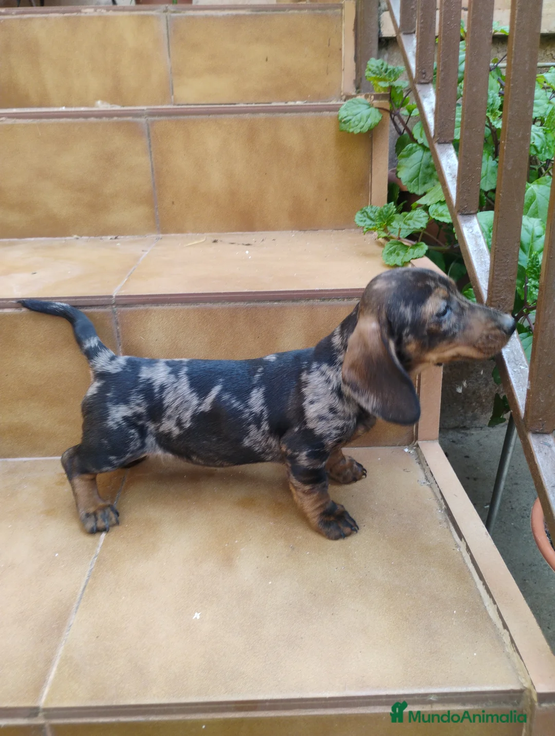 Teckel Miniatura perros en venta: Hembra teckel arlequín plata miniatura  - Anuncio 1