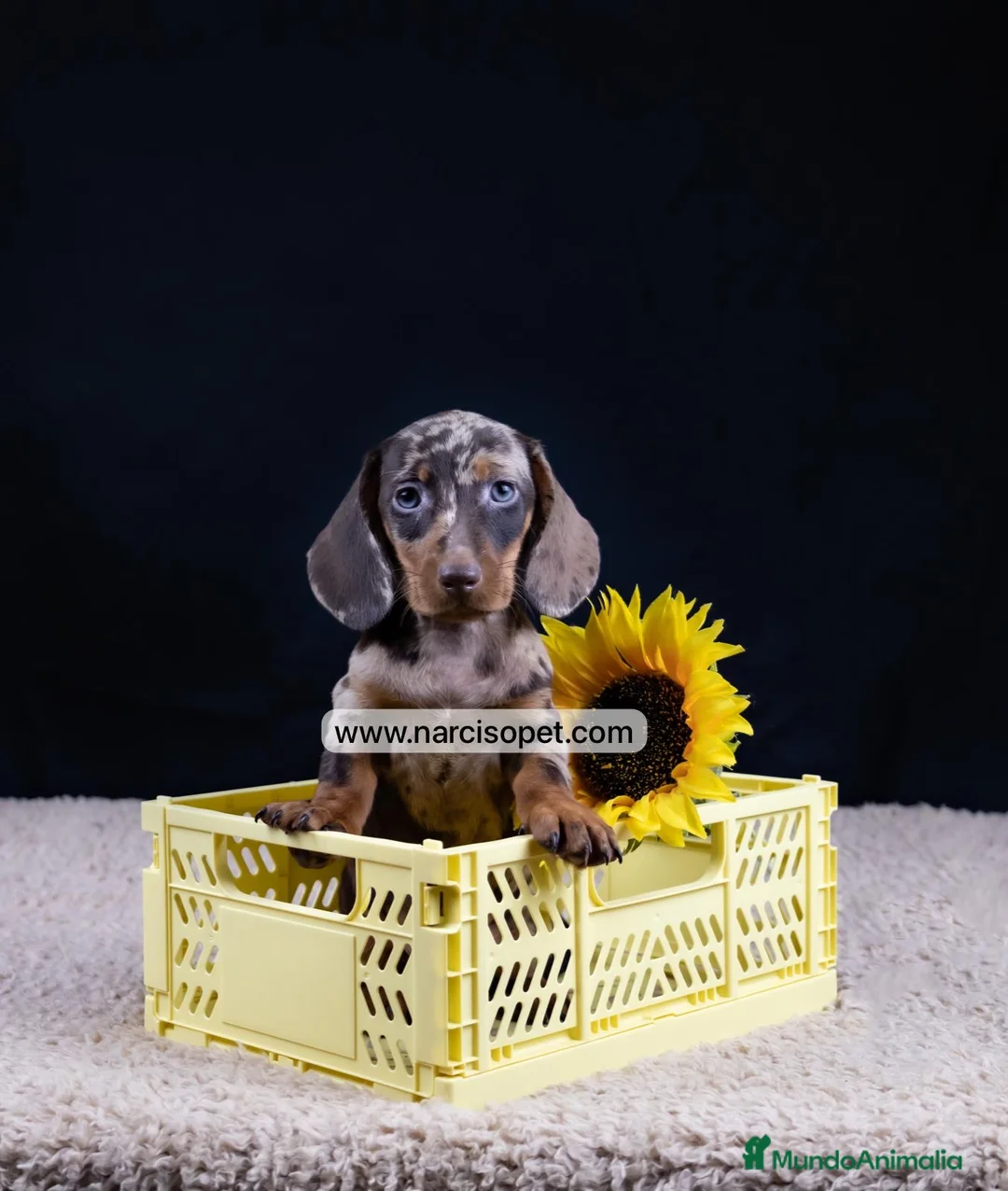 Teckel Miniatura perros en venta: CACHORRO TECKEL ARLEQUIN - Anuncio 5