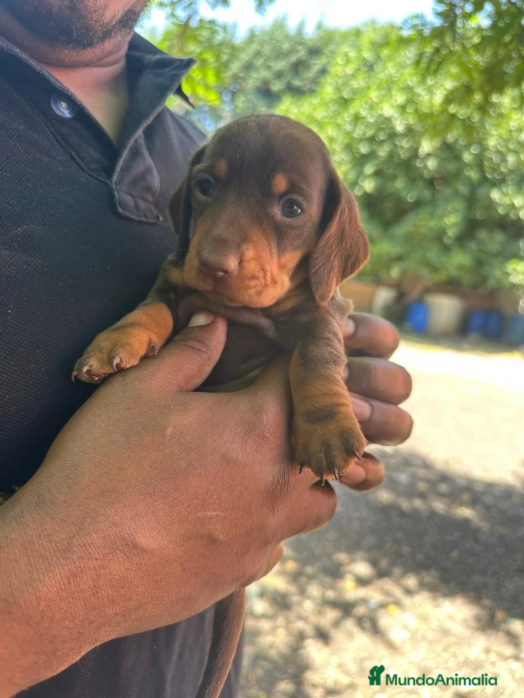 Teckel Miniatura perros en venta: Teckel miniatura toy - Anuncio 1