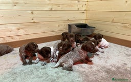 Braco Francés tipo Pirineos Talla Pequeña perros en venta: RESERVA DE CAMADA "F" DE BRACO BRANCÉS - Imagen 2