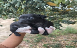 Pequeño Lebrel Italiano perros en venta: Pequeño lebrel Italiano disponibles - Imagen 5