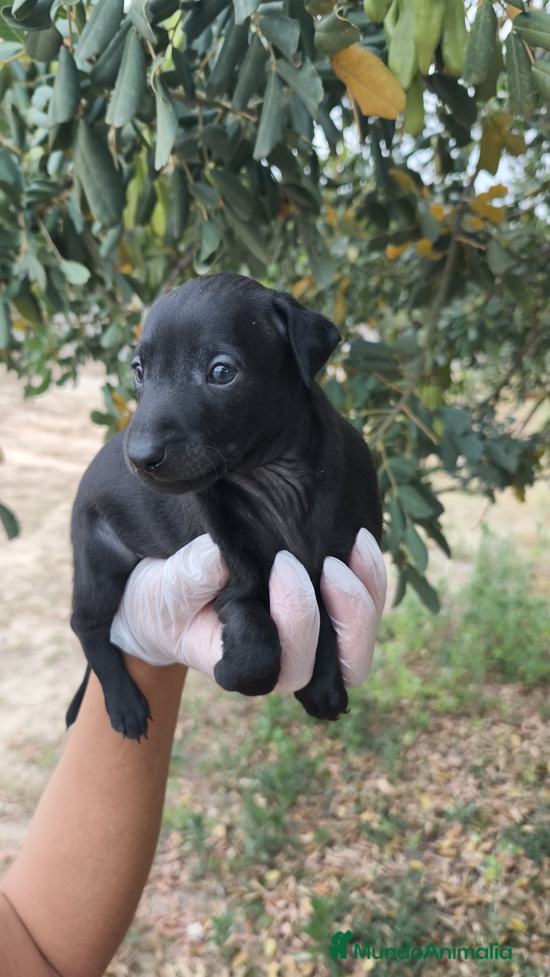 Pequeño Lebrel Italiano perros en venta: Pequeño lebrel Italiano disponibles - Imagen 5