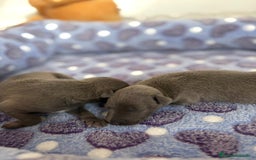 Whippet perros en venta: Whippet blue nueva camada - Imagen 1