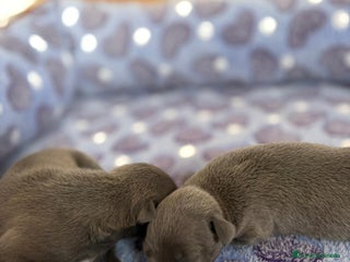 Whippet perros - Anuncio 2