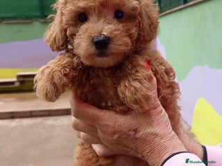 Caniche Toy perros - Anuncio 18