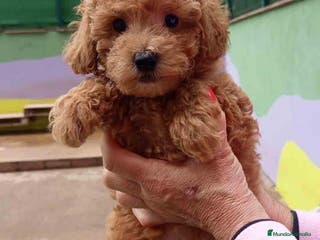 Caniche Toy perros Caniche Macho de Estela 4423 AQUANATURA - Anuncio 15