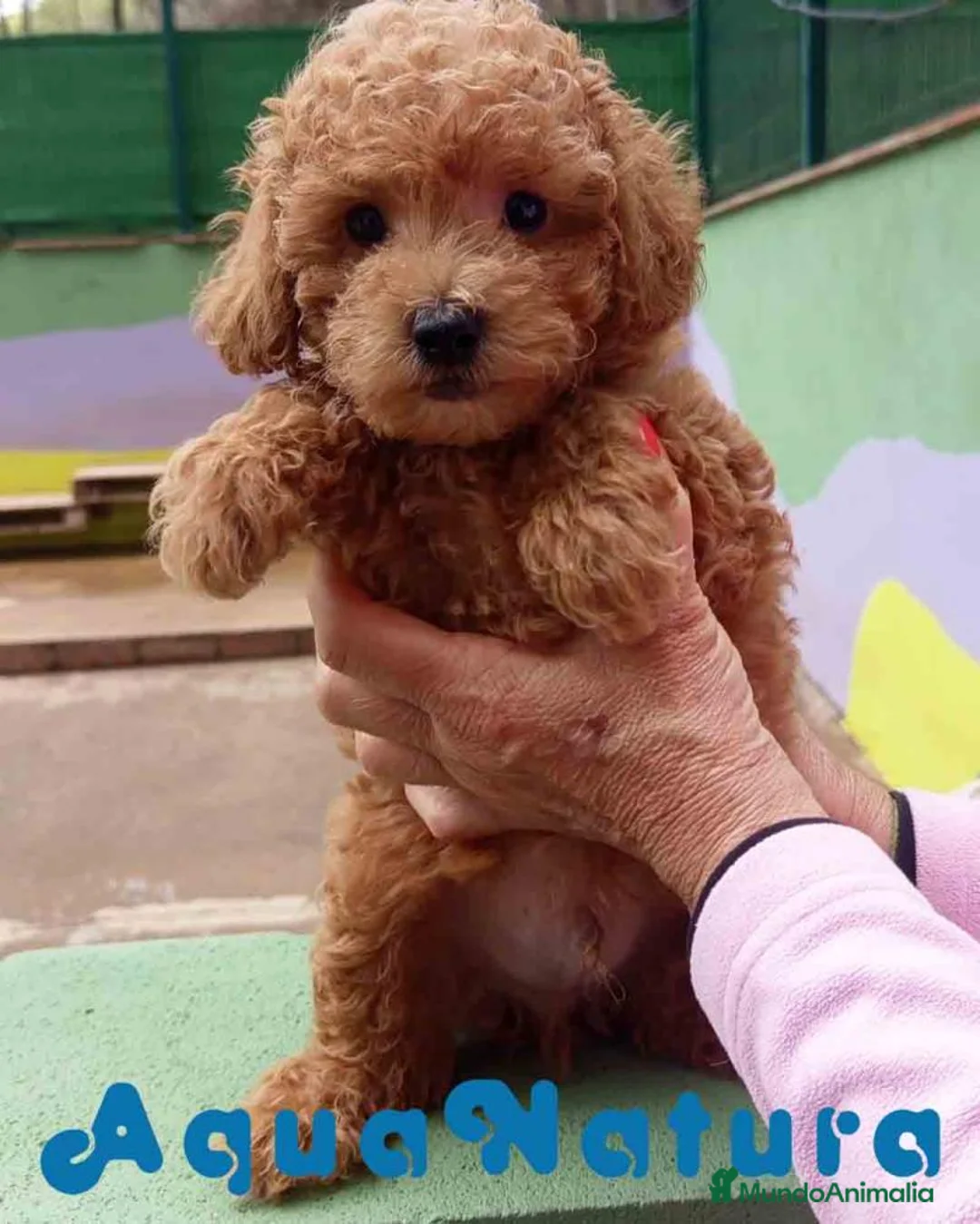 Caniche Toy perros en venta: Caniche Macho de Estela 4423 AQUANATURA - Anuncio 1