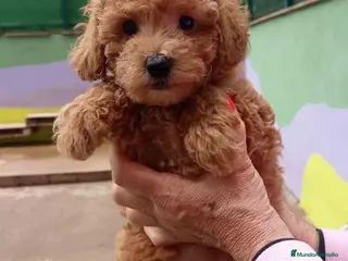 Caniche Toy perros Caniche Macho de Estela 4423 AQUANATURA - Anuncio 23