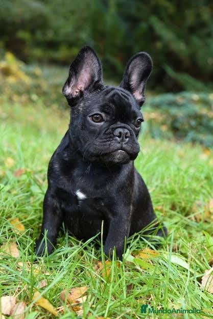 Bulldog Francés perros Bulldog francés Hembra negra disponible  - Anuncio 1