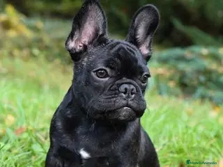 Bulldog Francés perros Bulldog francés Hembra negra disponible - Anuncio 1