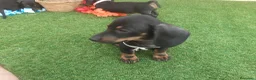 Teckel Miniatura perros en venta: Magníficos TECKEL MINIATURAS  en Cáceres - Anuncio 5