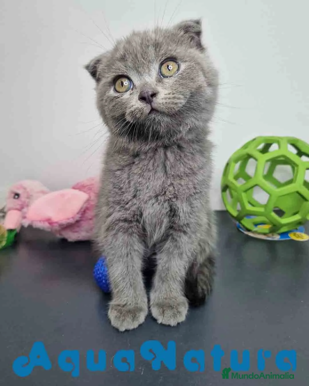 Scottish Fold gatos en venta: Scottish Fold Shorthair Hembra 1930 AQUANATURA - Anuncio 1