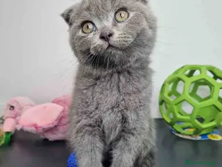 Scottish Fold gatos Scottish Fold Shorthair Hembra 1930 AQUANATURA - Anuncio 6
