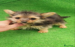 Yorkshire Terrier perros en venta: Yorkshire Terrier Toy - Imagen 2