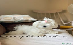 Bichón Maltés perros en venta: Preciosa bichon maltes coreano - Imagen 2
