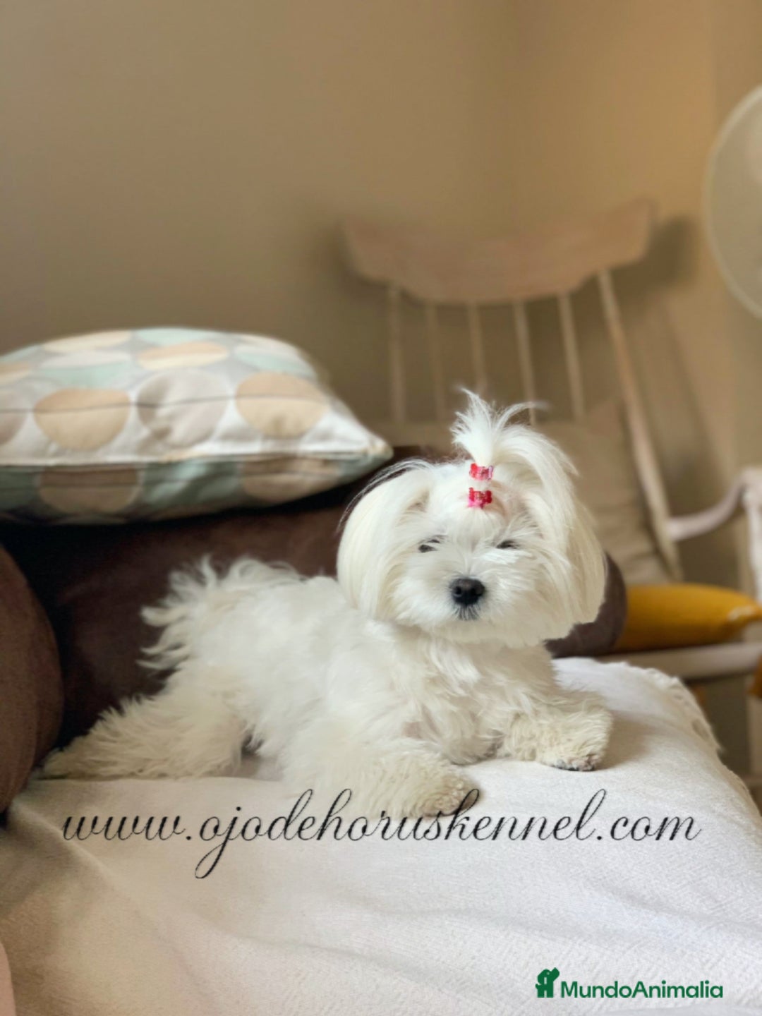 Bichón Maltés perros en venta: Preciosa bichon maltes coreano - Imagen 2