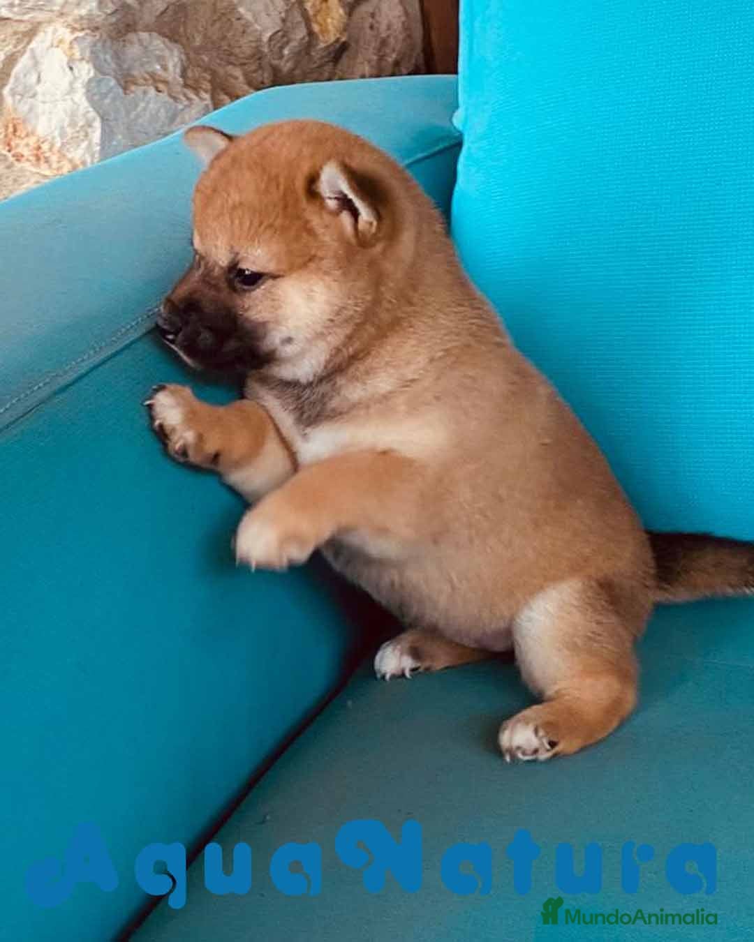 Shiba Inu perros Shiba Inu Hembra 1 de Magy - AQUANATURA en Barcelona - Anuncio 2