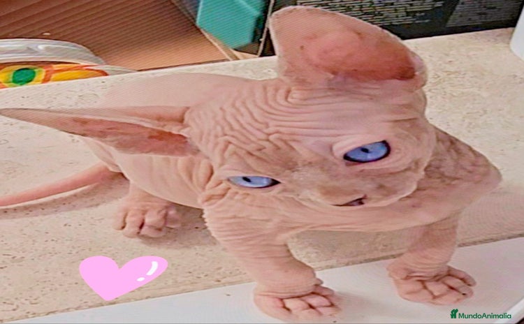 Sphynx gatos - Anuncio 2