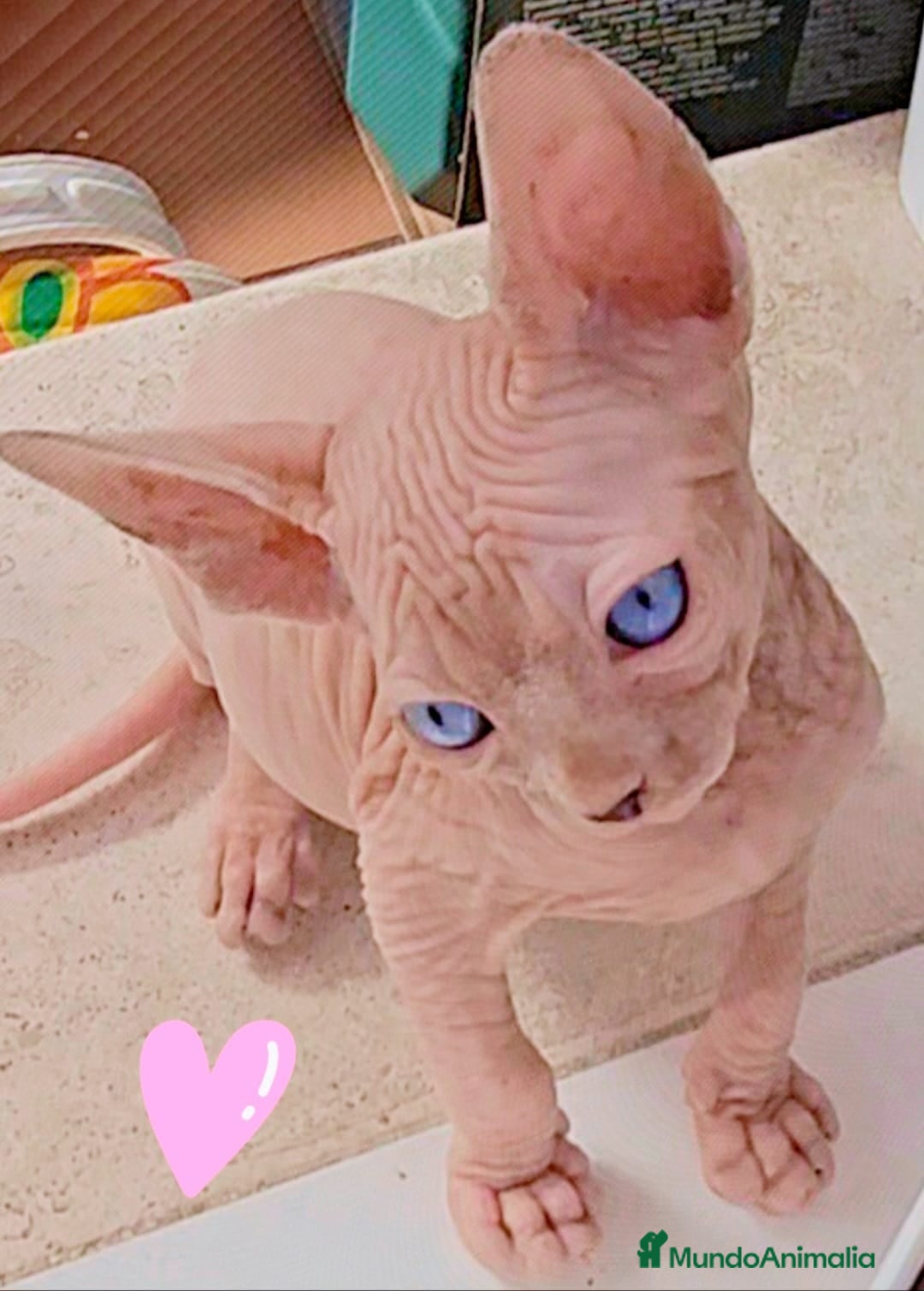 Sphynx gatos en venta: Hembra Sphynx - Imagen 1