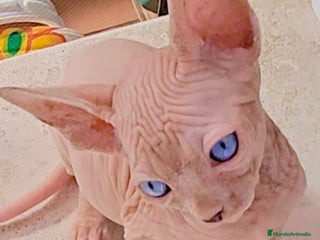 Sphynx gatos - Anuncio 2
