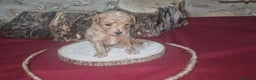 Raza Mixta perros en venta: Caniche apricot enano/toy - Anuncio 1