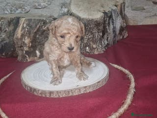 Raza Mixta perros Caniche apricot enano/toy - Anuncio 1