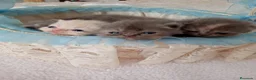 Persa gatos en venta: Gatitos persa y malayo - Anuncio 4