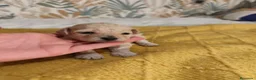 Caniche Toy perros en venta: Caniches PraoToro  en Zaragoza - Anuncio 14